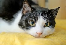 Światowy dzień kota w Lublinie. Wykłady, warsztaty i kiermasz