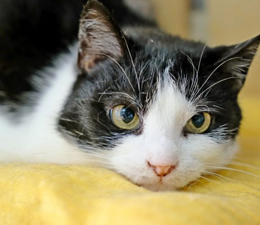 Światowy dzień kota w Lublinie. Wykłady, warsztaty i kiermasz