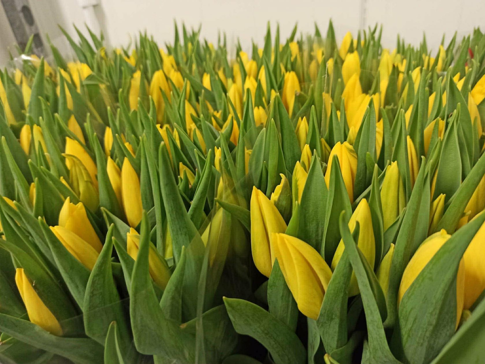 Dzień Kobiet w komunikacji miejskiej