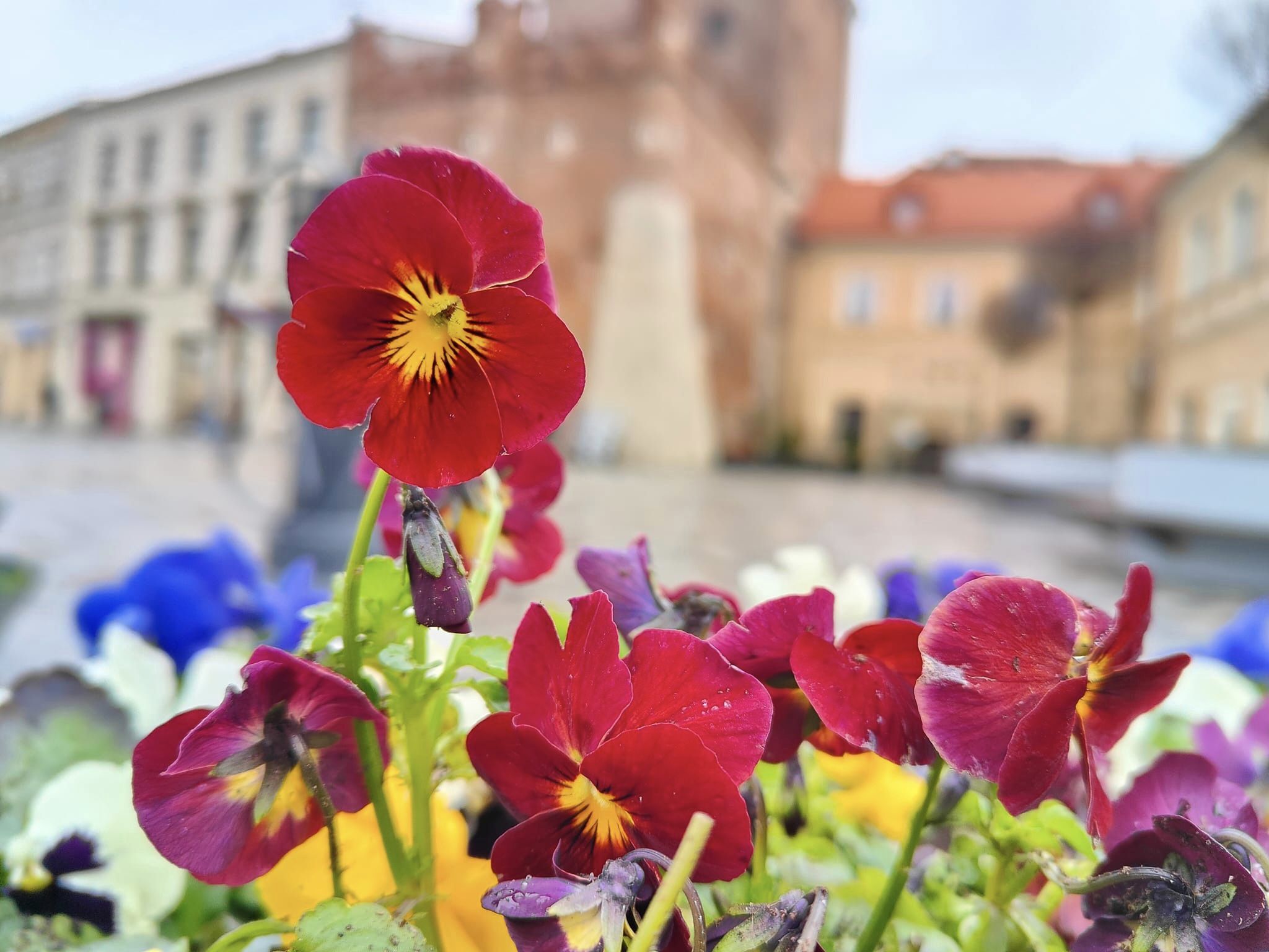 Przyjdź po bezpłatną sadzonkę bratków